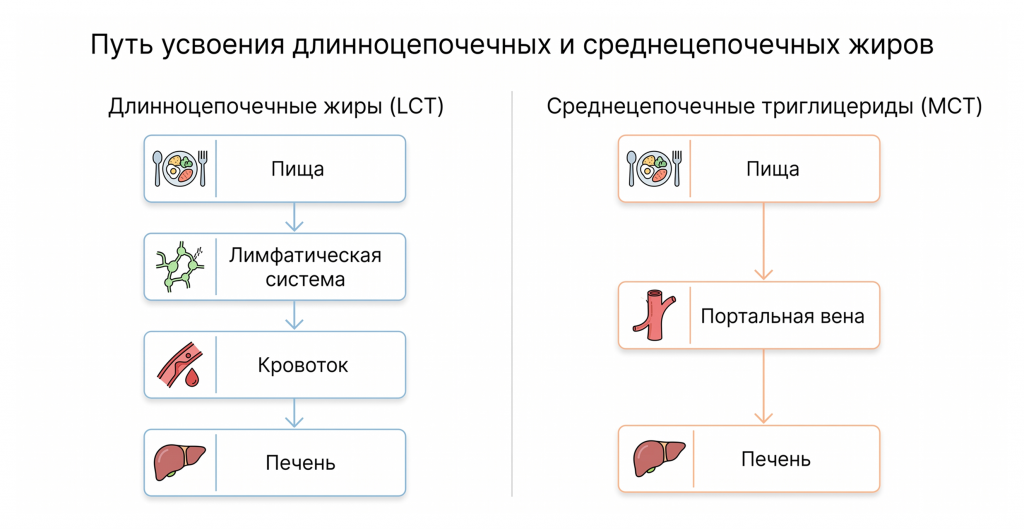 schema